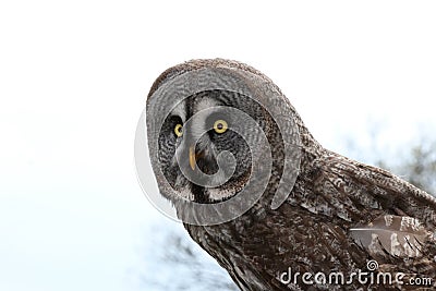 Owl (Strigiformes) Stock Photo