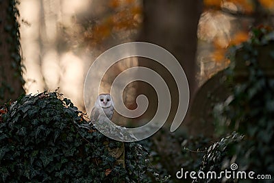 Owl sunset. Magic bird Barn owl, Tyto alba, flying above stone fence in forest cemetery. Wildlife scene from nature.Owl - Urban Stock Photo