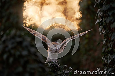 Owl sunset. Magic bird Barn owl, Tyto alba, flying above stone fence in forest cemetery. Wildlife scene from nature.Owl - Urban Stock Photo