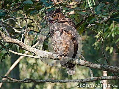 Owl perched on a tree in Baton Rouge, Louisiana Stock Photo