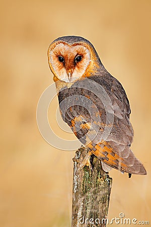 Owl on tree trunk in meadow. Barn owl, Tito alba, nice bird sitting on stone fence, evenig light, nice blurred light green the bac Stock Photo