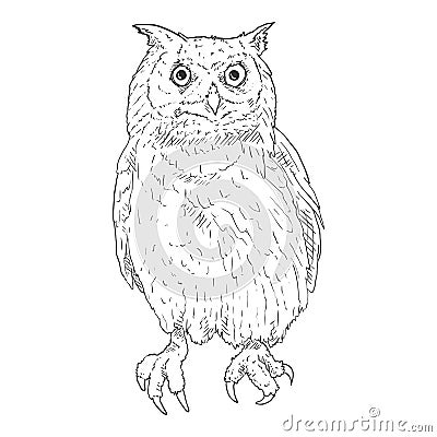 Owl Vector Sketch Illustration on White Background Vector Illustration