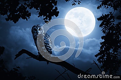 Owl Watches Intently Illuminated By Full Moon Stock Photo