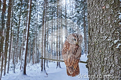 Owl, wide angle lens. Winter forest with Tawny Owl snow during winter, snowy forest in background, nature habitat. Wildlife scene Stock Photo