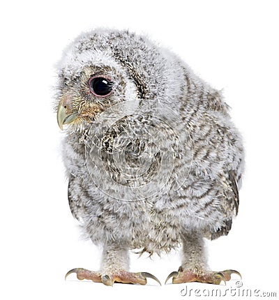 Owlet- Athene noctua (4 weeks old) Stock Photo