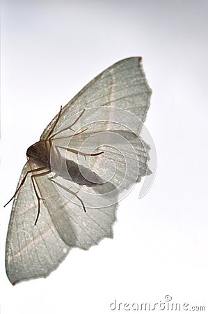 Owlet moth Stock Photo