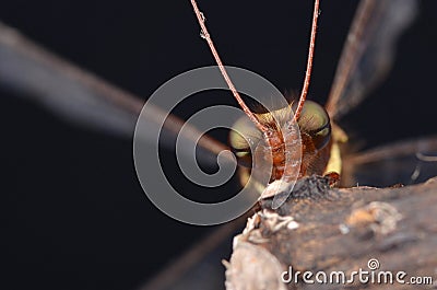 Owlfly Stock Photo