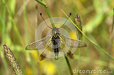 Owlfly overview set on a twig with open wings - Libelloides ictericus Stock Photo