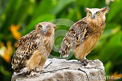 Owls Stock Photo
