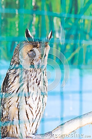 Owls in a cage at the zoo. Owl outdoors. A cute owl sits on a branch. Stock Photo