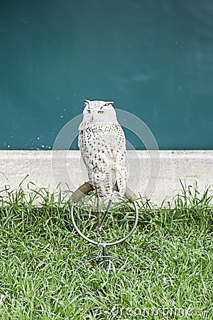 Owls in captivity Stock Photo