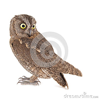 Owls - European scops owl, Otus scops, isolated on white background Stock Photo