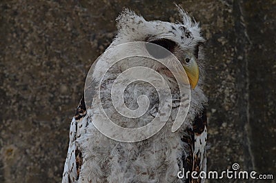 Owls are members of the order Strigiformes, including the bird of prey and are night animals ... Stock Photo