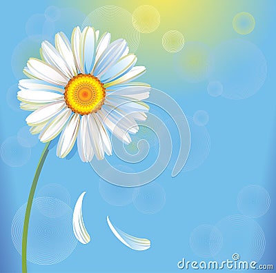 Own fresh realistic camomile Vector Illustration