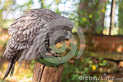 An own makes a landing at the Yorkshire Zoo Stock Photo