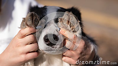 The owner closes the eyes of the border collie dog with his paws. Stock Photo