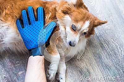 Owner is combing the dog`s coat with a gloved hand for combing the coat Stock Photo