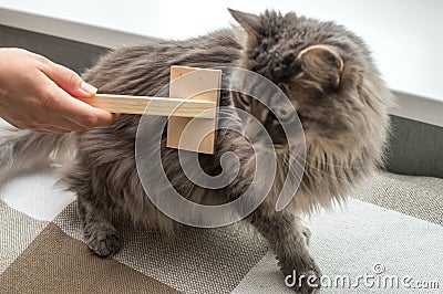 Owner combing the hair of a shaggy cat brush Stock Photo