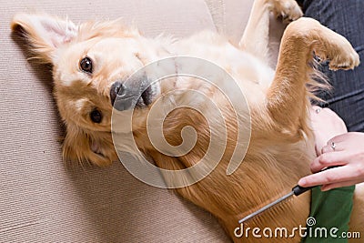 Owner combing her dog Stock Photo