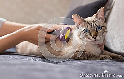 owner combing lovely tabby cat with brush at home Stock Photo