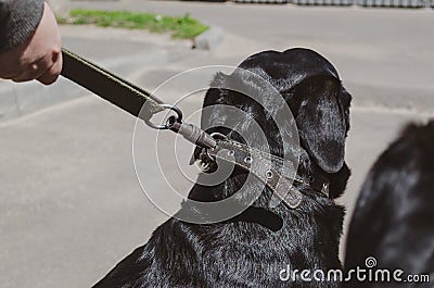 Owner with a female Rottweiler on a walk Stock Photo