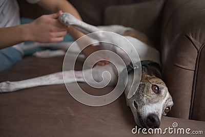 Owner gives belly or stomach rub to well behaved pet greyhound dog Stock Photo