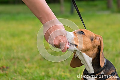 The owner gives a treat to a beagle puppy from his hand, against the background of a green lawn Stock Photo