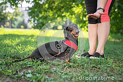 A owner giving a hand signal to a little breed dog dachshund for the command of lay down Stock Photo