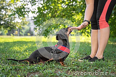 A owner giving a hand signal to a little breed dog dachshund for the command of lay down Stock Photo