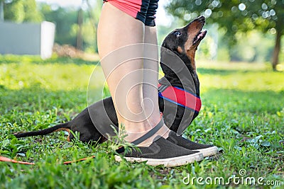 A owner giving a hand signal to a little breed dog dachshund for the command of sit down. Obedience training Stock Photo