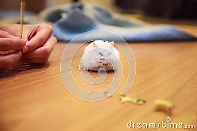 The owner hand feeds Cute white Winter White Dwarf Hamster with pet food. The Winter White Hamster is also known as Winter White D Stock Photo