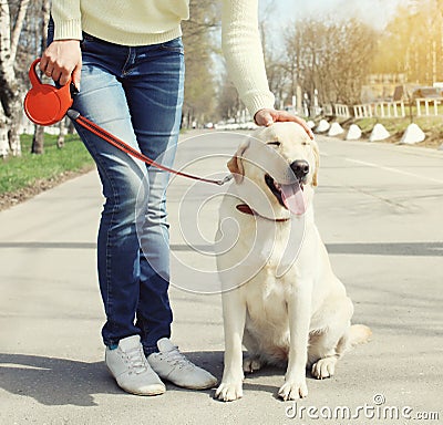 Owner and happy labrador retriever dog outdoors walking Stock Photo