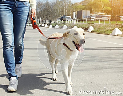 Owner and labrador retriever dog walking Stock Photo