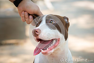 Owner petting an American Pit Bull`s ear Stock Photo