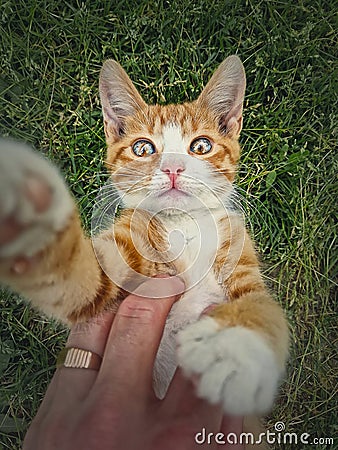 Owner petting his orange tomcat. Playful ginger cat lying on his back in the green grass. Frisky kitten, cute caressing scene in Stock Photo