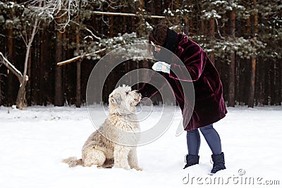 Owner playing with her dog. South Russian Shepherd Dog on a background of winter coniferous forest Stock Photo