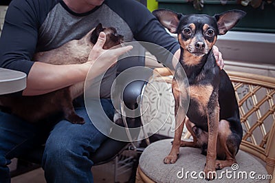Owner plays with the cat and dog Stock Photo