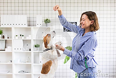 The owner plays with his dog before the reception in the veterinary clinic. Blurred background of veterinary clinic. Stock Photo