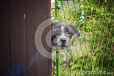 Owner's dog peeking through the fence Stock Photo