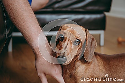 Owner`s hand caressing brown smooth hair dachshund puppy. Stock Photo