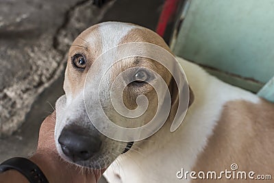 An owner scratches his sitting dog's chin, giving comfort and love. Master and pet bonding together Stock Photo