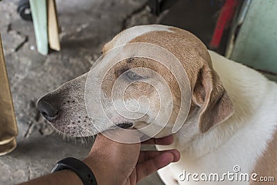 An owner scratches his sitting dog's chin, giving comfort and love. Master and pet bonding together Stock Photo