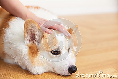 Owner soothes unhappy pet dog Stock Photo