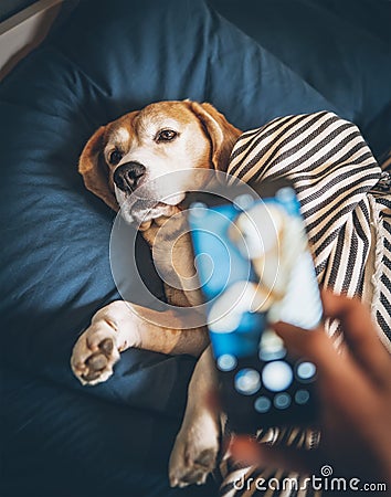 Owner takes photo of his beagle dog sleeping in bed and breaks h Stock Photo