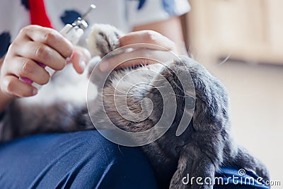 Owner trimming nails of her pet cute rabbit. Domestic rabbit lying down on owner lap to get cut finger nail with special scissors Stock Photo