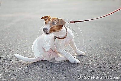 Owner walking jack russell terrier dog outside. Dog scratches fleas on the street Stock Photo