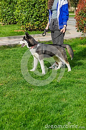 The owner walks with a husky dog. Selective focus. Stock Photo