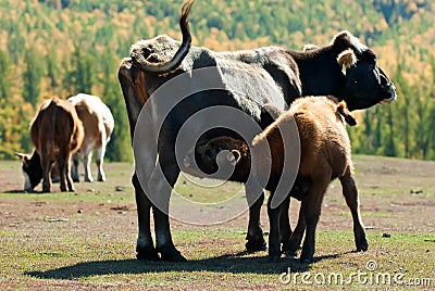 Ox Stock Photo