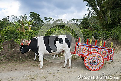 Ox Cart and Cows on Coffee Plantation in Costa Rica, Travel Stock Photo