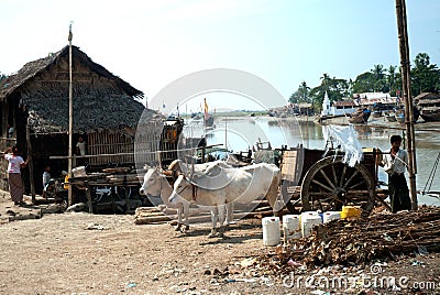 Ox cart at riverside in Kyaikto city,Myanmar. Editorial Stock Photo